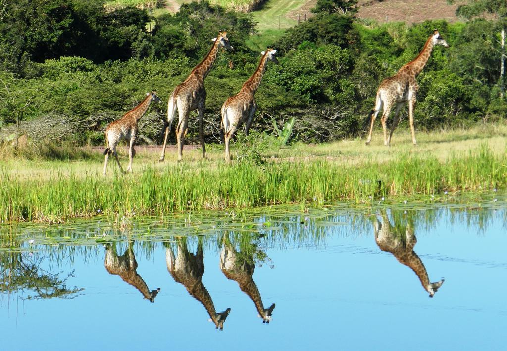 Rain Farm Game Lodge uMhlali 외부 사진